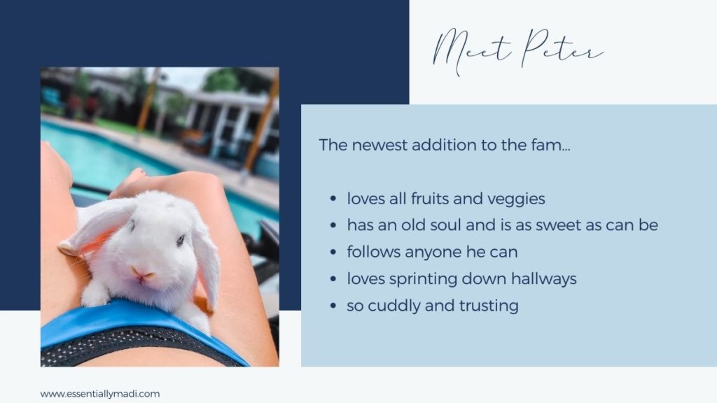 Meet peter the bunny, the sweetest bunny there has ever been. Peter the bunny love to eat fruits and veggies and loves hopping around the hallway.